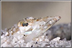 What great eyes these sand divers have D200/105mm+ UCL by Yves Antoniazzo 